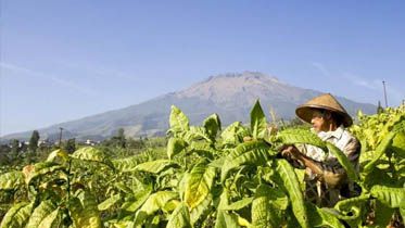 Luasan Tanam Tembakau Turun 4.700 Hektar