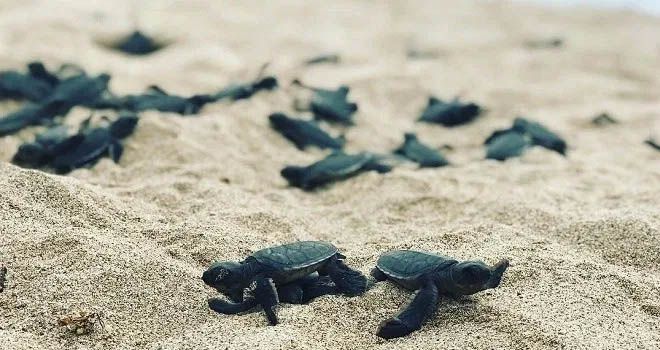 Bangkai Penyu Hijau Terdampar di Pesisir
