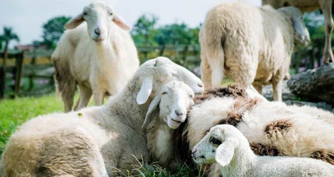 Pasca Idul Adha, Populasi Domba Cukupi Kebutuhan