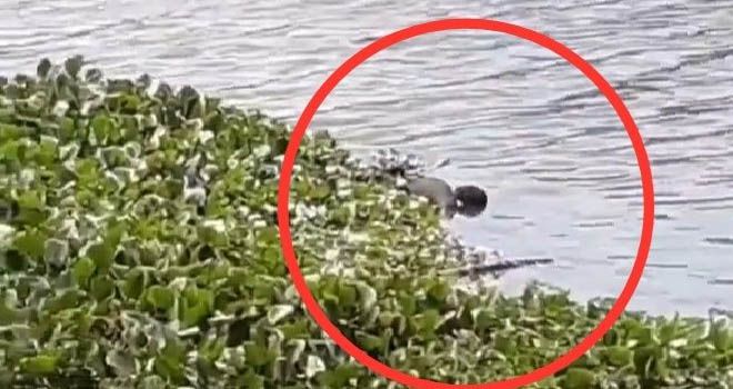 Mayat Ditemukan di Sungai Jembatan Kembar Gowa, Tidak Pakai Celana dan Kulit Terkelupas