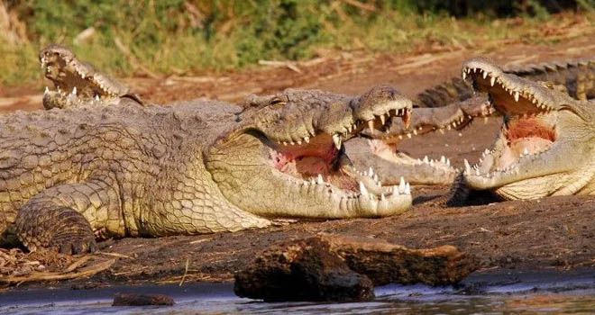 Musim Panas, Buaya Mulai Teror Warga!