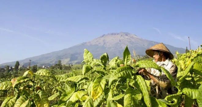 Target Cukai Tembakau Rp170 T Diprediksi Meleset Tahun Ini