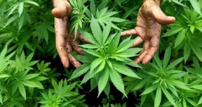 Begini Penjelasan Kementerian Pertanian Soal Ganja Sebagai Tanaman Obat