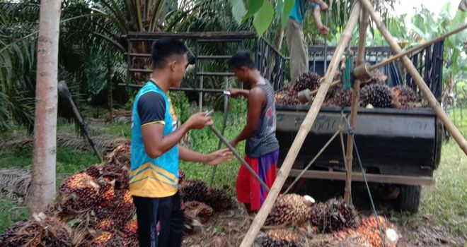 Petani Desa Lambur, Kecamatan Muara Sabak Timur, saat panen buah sawit.