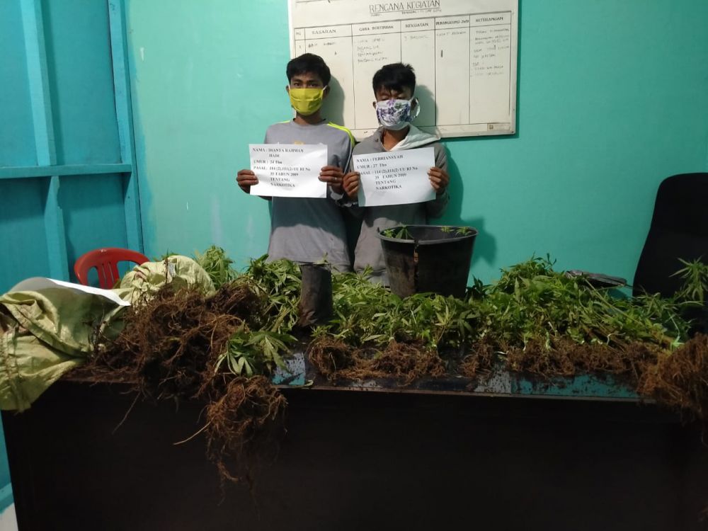 Kebun Ganja yang Ditemukan di Merangin.