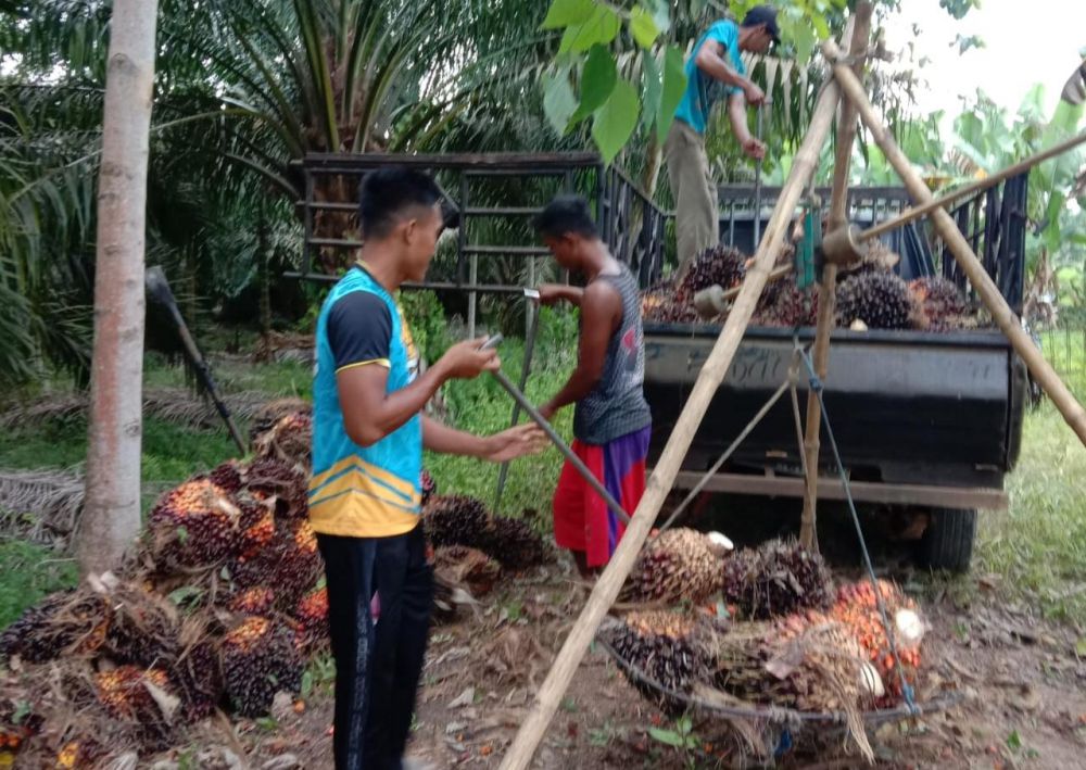 Aktivitas penimbang yang dilakukan oleh petani sawit di Kecamatan Muaro Sabak, Tanjambtim.