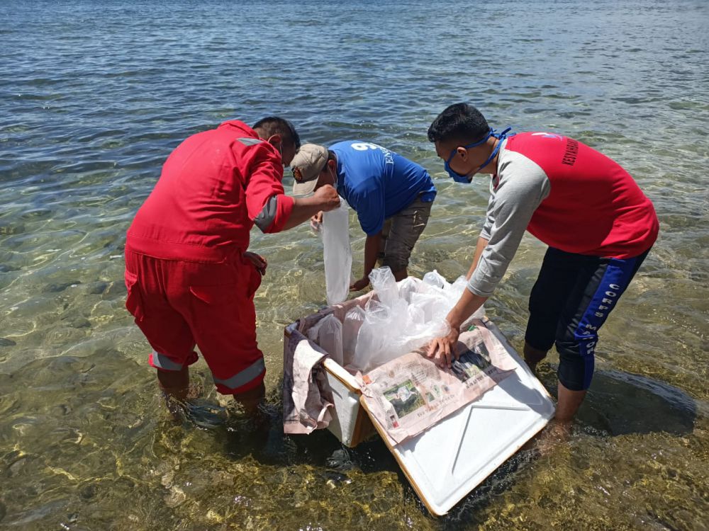 243.800 Baby Lobster di Lepas Liarkan.