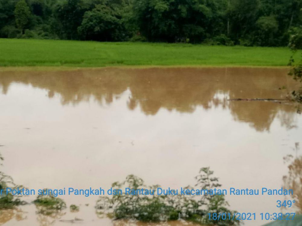 Selain merendam puluhan rumah serta beberapa akses jalan terputus, banjir juga merendam ratusan hektar sawah milik warga di Dusun Rantau Duku, Bungo.