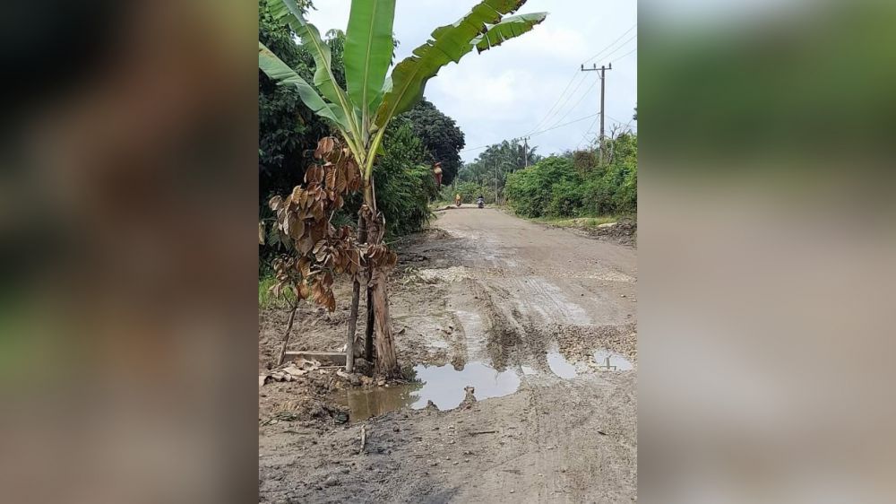 Warga menanam pohon pisang dan membuat tulisan di jalan yang rusak.