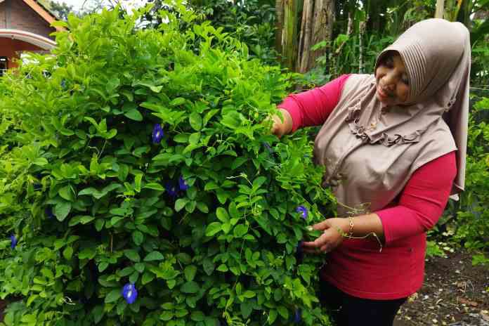 Ratmi saat memetik bunga telang di kebunnya.