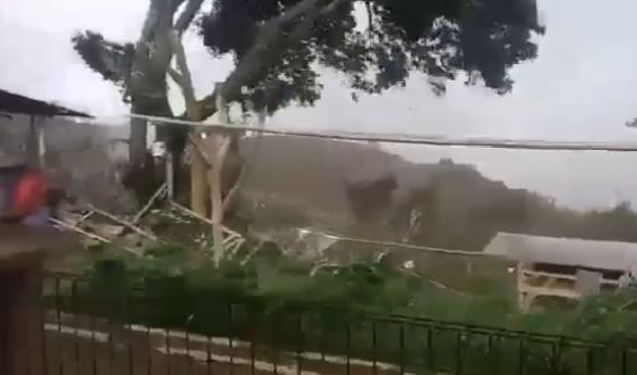 Badai siklon tropis menumbangkan pohon di Pulau Sabu NTT