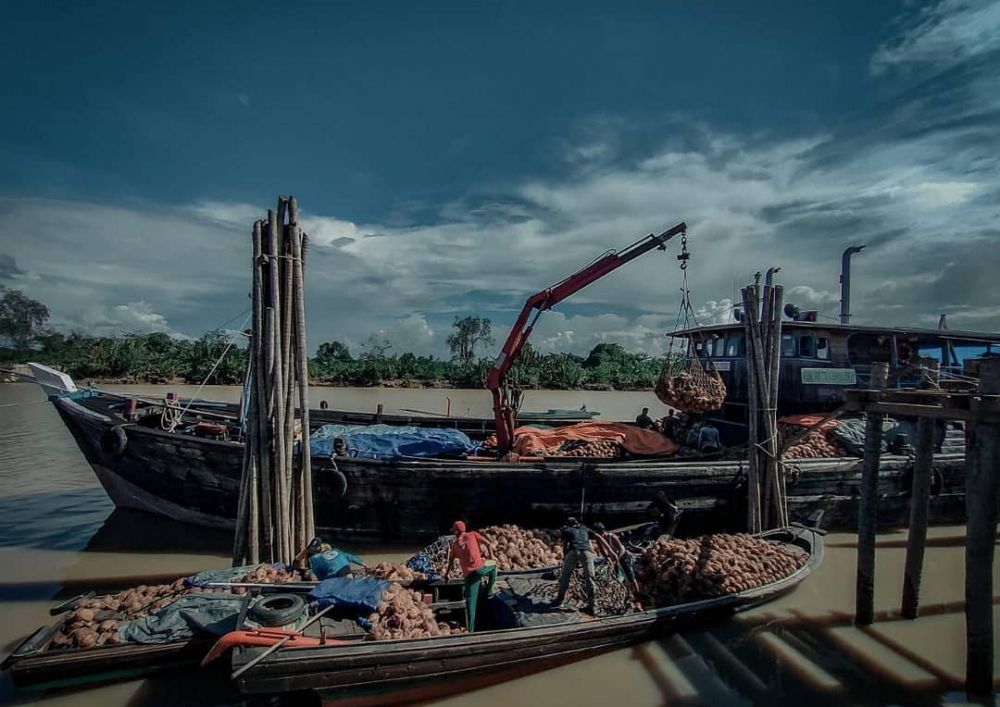 Bongkar muat kelapa dalam (Cocos Nucifera) dari perahu mesin ke dalam kapal di Desa Teluk Majelis, Kecamatan Kuala Jambi, Kabupaten Tanjung Jabung Timur, Jambi, untuk dikirim ke Riau, Selasa (23/3/2021). 