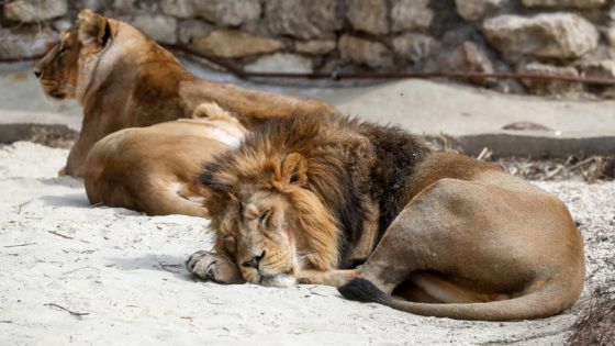 Ilustrasi singa di India. Delapan singa Asia di kebun binatang India dinyatakan tertular Covid-19. 
