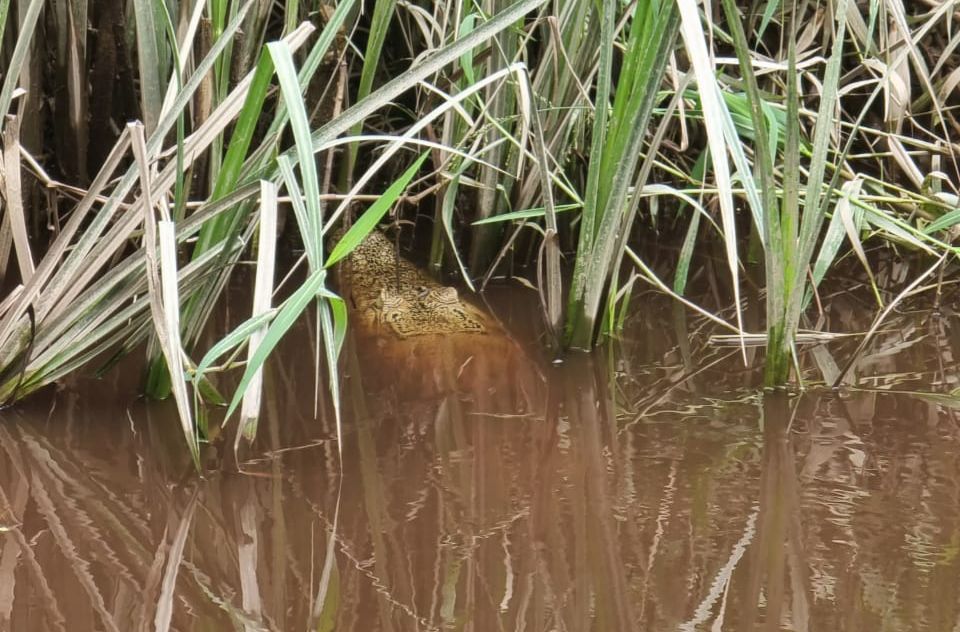 Tiga Ekor Buaya Sering Muncul.