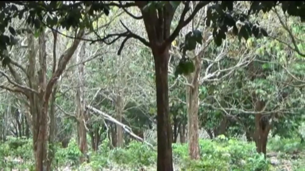 Tanaman pohon duku di Tanjabtim yang mongering akibat diserang hama.