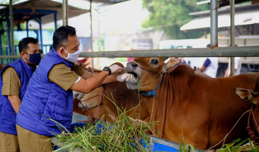 Petugas dari Dinas Ketahanan Pangan Kota Tangerang melakukan pemeriksaan di tempat penjualan hewan kurban kawasan Salapajang, Kota Tangerang, (23/6/2020). 
