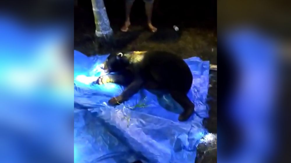 Beruang yang sempat meresahkan warga di Parit 6 Desa Rantau Rasau II, Kecamatan Rantau Rasau, Kabupaten Tanjabtim, berhasil ditangkap.