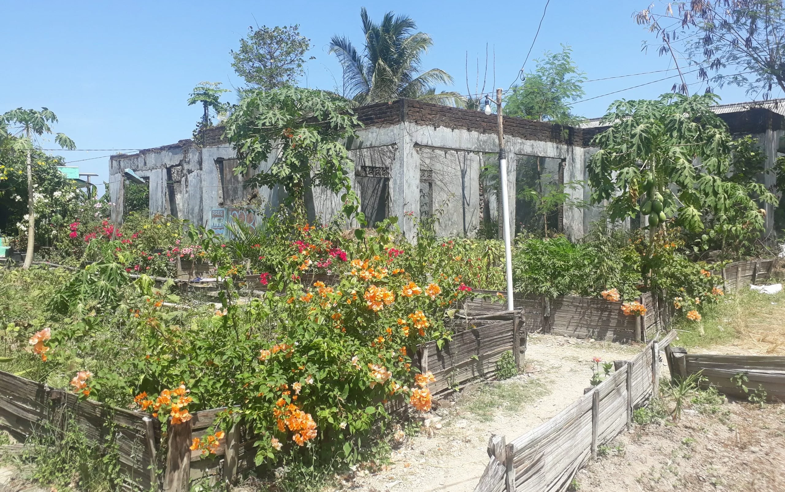 SUDAH TAK LAYAK: Pohon Pepaya dan semak belukar menyelimuti seluruh rumah Mubaligh Ahmadiyah Cikeusik, Ismail Suparman. Pada 6 Februari 2011, tak jauh dari terasnya, tiga orang Ahmadi menjadi korban penyerangan kelompok Non Ahmadiyah. 
