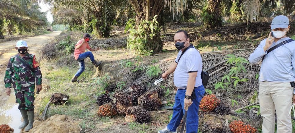 Sawit hasil curian yang dilakukan oleh seorang wanita paruh baya, kini diamankan petugas bersama tersangka