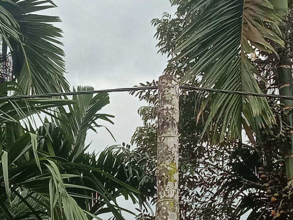 Memprihatinkan, di Panting 3, RT 8 Dusun Agung, Desa Sungai Terap Kecamatan Betara, Kabupaten Tanjabbar, batang pinang dijadikan tiang listrik.