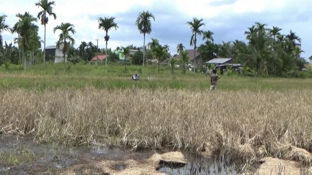 Tampak tanaman padi petani di Desa Lagan Ulu, Kecamatan Geragai, Kabupaten Tanjab Timur, yang kering diserang hama Wereng dan Tikus.