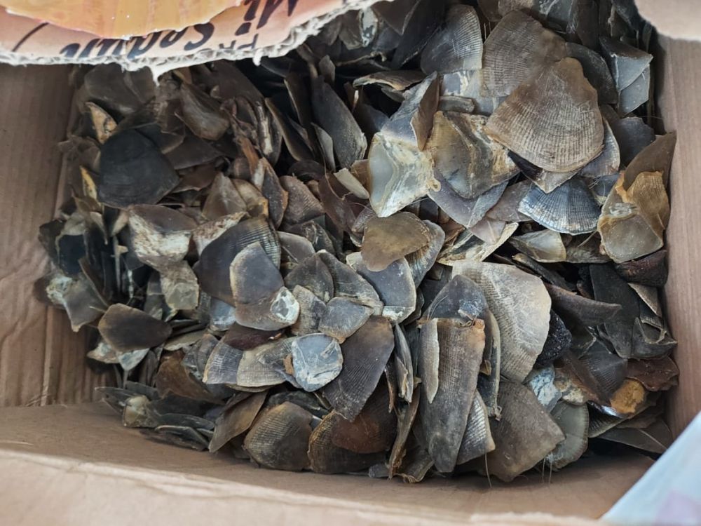 Tim gabungan berhasil menangkap 2 pelaku penyelundupan satwa dilindungi dengan barang bukti berupa 8 Kg sisik Trenggiling.