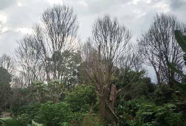 POHON DUKU MATI: Terlihat pohon duku milik Mbah Parni yang berada di Kelurahan Talang Babat, Kecamatan Muara Sabak Barat, Kabupaten Tanjabtim, sudah tak berdaun dan kering, bahkan ada yang sudah mati.
