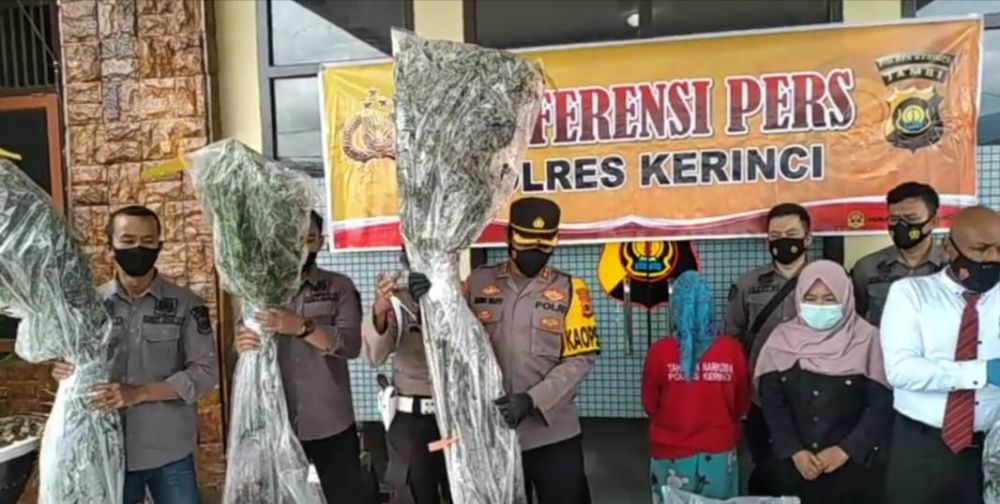 Kapolres Kerinci menunjukkan hasil tangkapan berupa pohon ganja yang diamankan dari Kecamatan Sungai Bungkal, Kota Sungai Penuh
