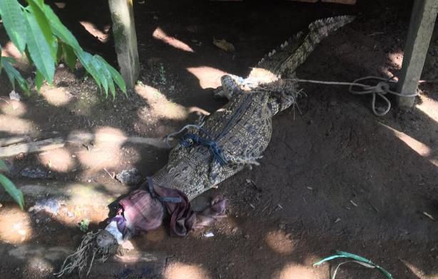 Warga Tangkap Seekor Buaya di Desa Jatiemas Tanjabbar.