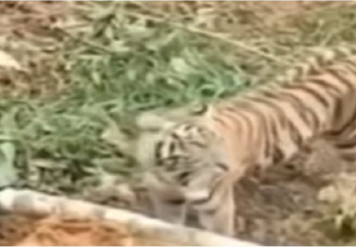Harimau Diduga Mencegah Eskavator yang Ingin Menggusur lahan.
