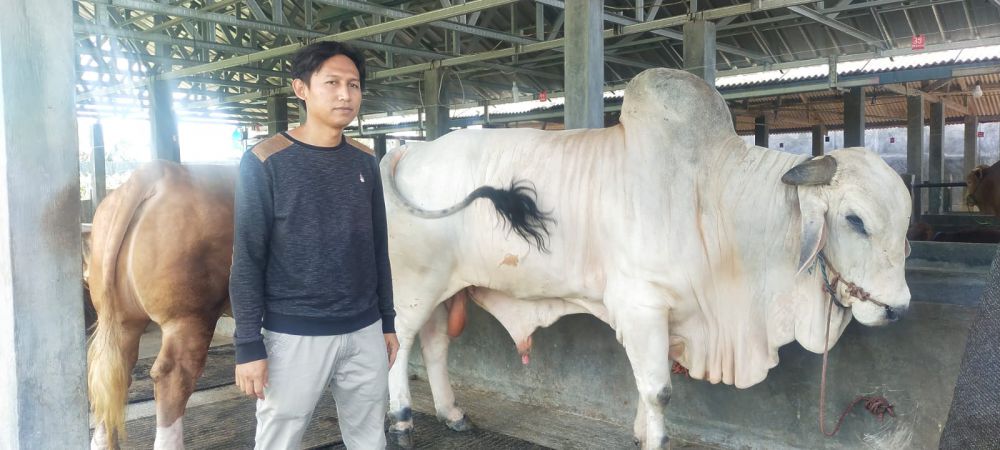 Heru, pemilik Cilegon Farm House di Kota Cilegon, bersama sapi yang dibeli oleh Presiden Joko Widodo.