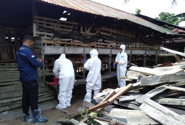 Tim Dokter saat mengecek kesehatan hewan di Batanghari beberapa waktu yang lalu. 

 