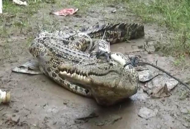 DITANGKAP : Buaya muara yang berhasil ditangkap warga karena berkeliaran di pemukiman warga.