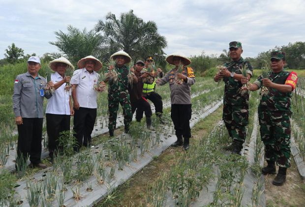 PANEN: Pemda Bungo bersama Unsur Forkopimda melakukan panen raya bawang merah di dusun Tanjung Menanti.