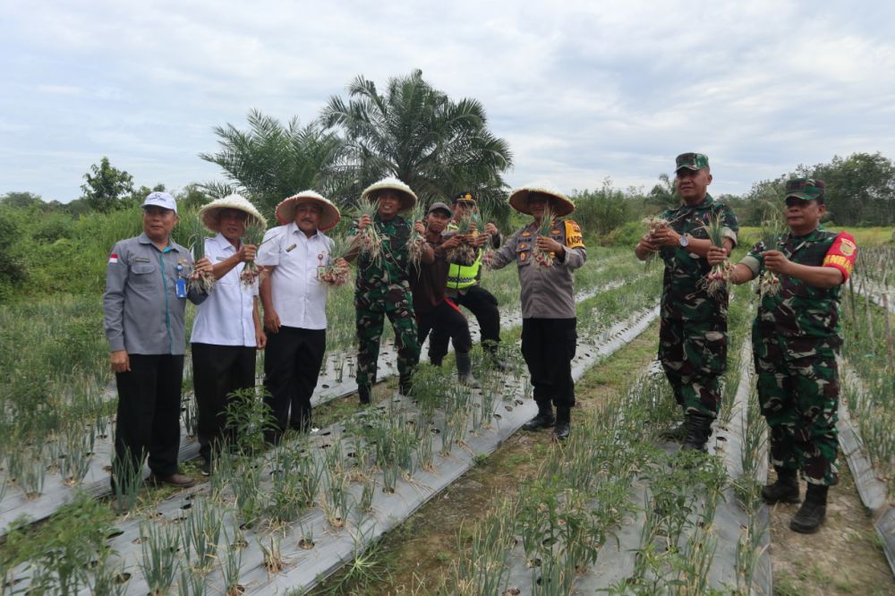 PANEN: Pemda Bungo bersama Unsur Forkopimda melakukan panen raya bawang merah di dusun Tanjung Menanti