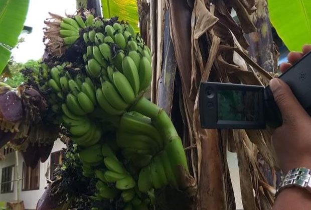 ANEH: Tampak buah pisang yang memiliki 6 jantung, yang tumbuh di batang pohon pisang di area TK Pembina Kelurahan Rano, Kecamatan Muara Sabak Barat.