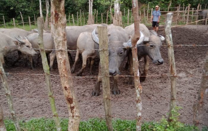 TERNAK: Hewan terbak kerbau milik salah satu warga Bungo yang selalu dikarantina setiap hari

