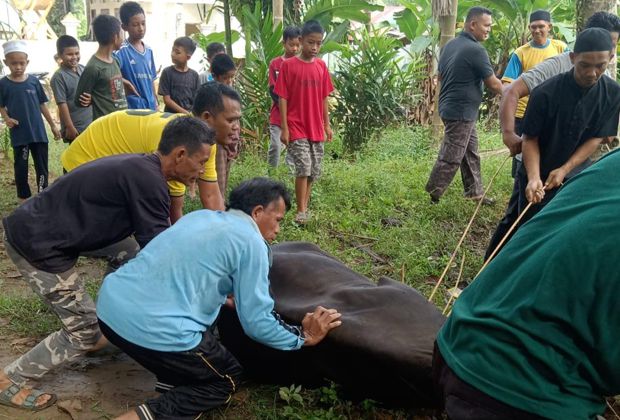Proses pemotongan hewan qurban pada Hari Raya Idul Adha 1444 H/2023 M di Tanjabtim.