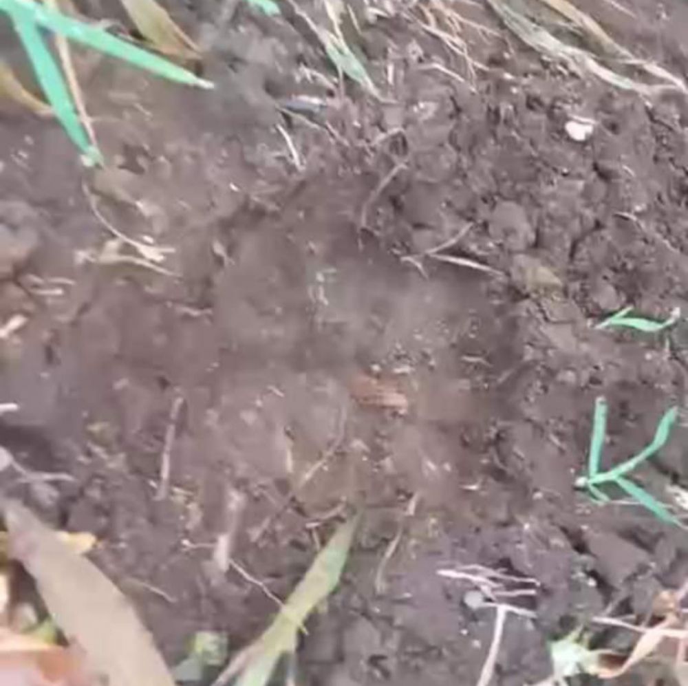 Jejak Harimau Ditemukan Warga di Areal Perladangan di Kerinci, Warga Minta TNKS dan BKSDA Turun