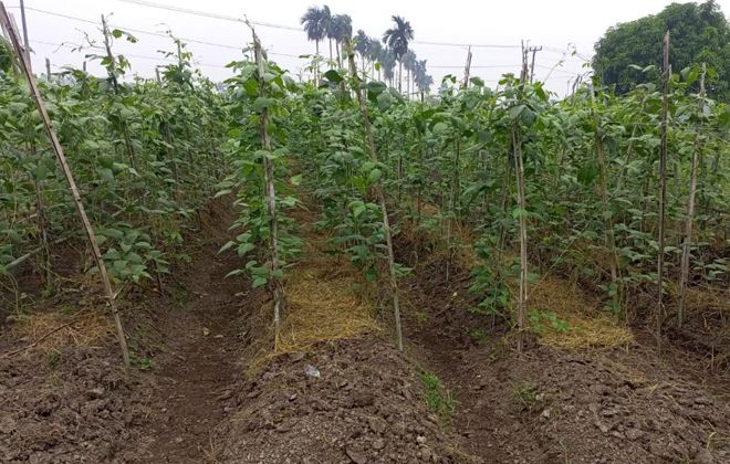  Petani di Desa Lagan Ulu, Kecamatan Geragai, Kabupaten Tanjabtim tak bisa menanam.