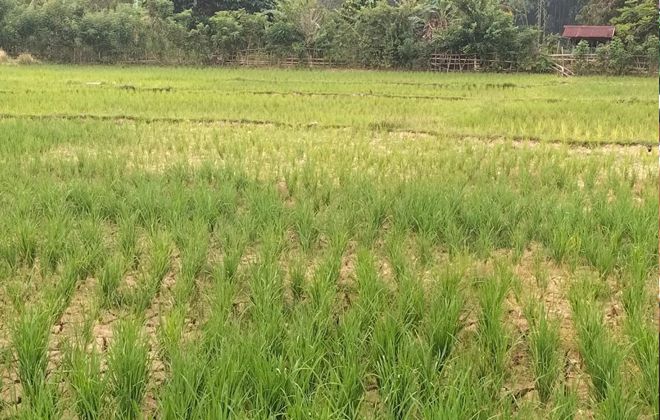 Kondisi persawahan di Bungo mulai mengering akibat kemarau panjang melanda.