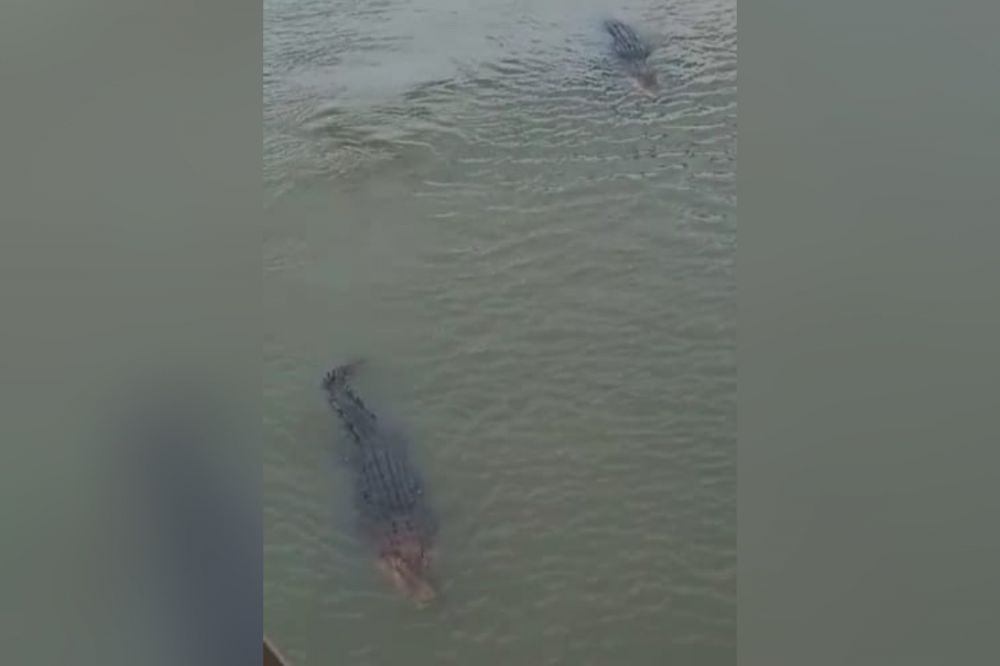 Dua Buaya Ukuran Besar Tampakan Diri di Sungai Teluk Dawan