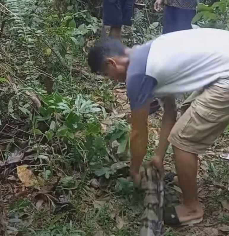 RAKSASA: Ular piton raksasa sepanjang 7 meter yang nyaris memangsa manusia berhasil dibunuh oleh warga