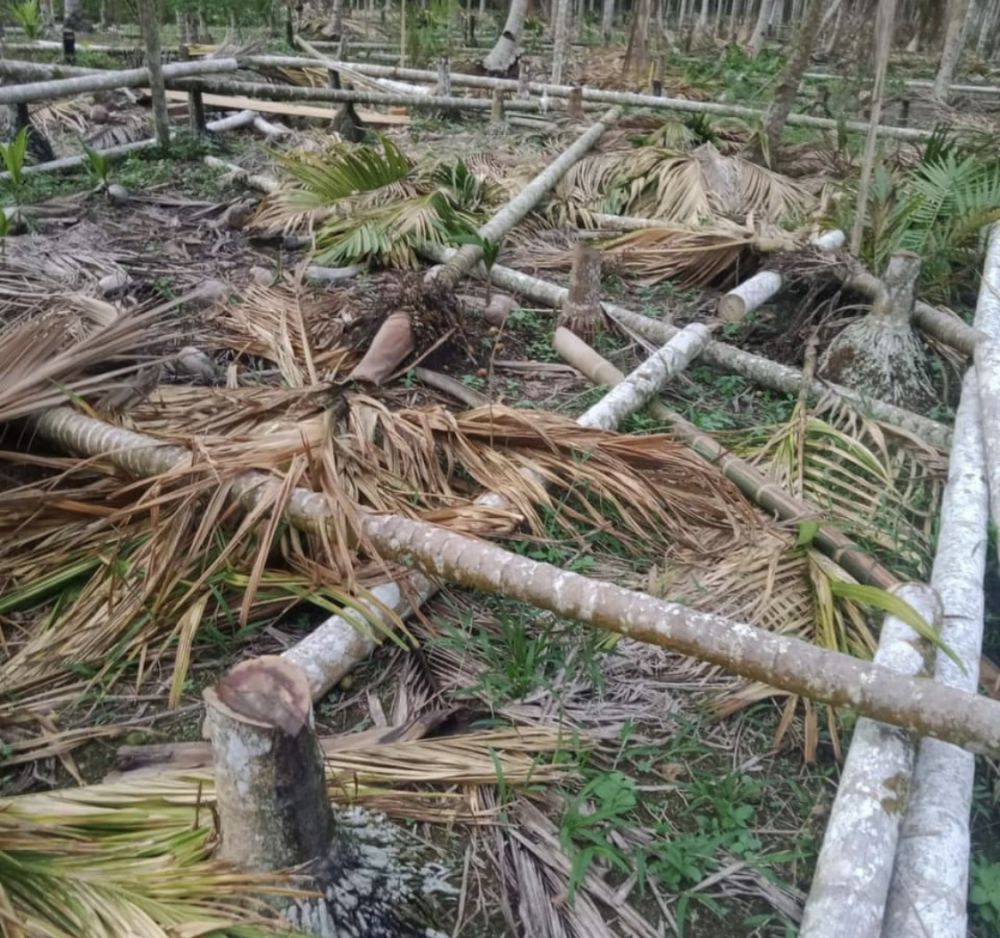 Harga Masih Anjlok, Petani Tebang Ratusan Pohon Pinang