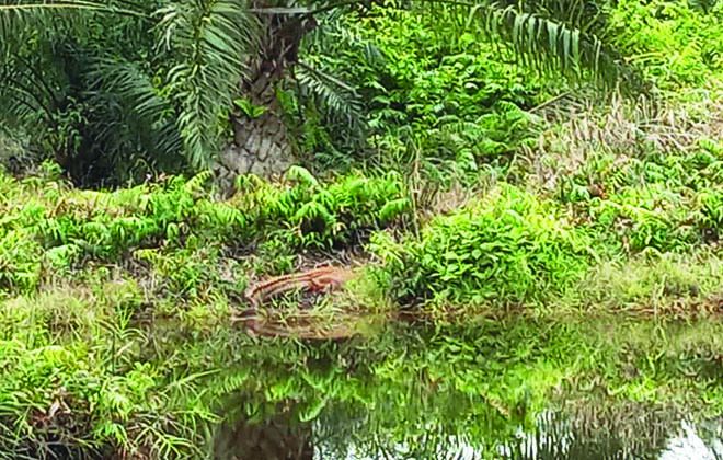 Terlihat seekor buaya menampakan diri sedang berjemur di pinggir sungai.