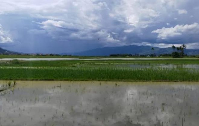 Satu diantara lahan sawah di Kerinci yang terendam banjir.