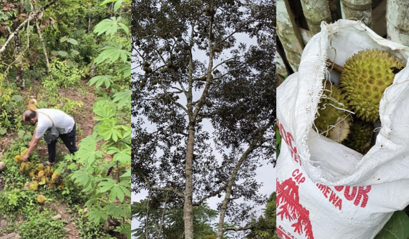 Kabupaten Kerinci sedang musim durian hampir semua pohon durian milik warga Kerinci sedang berbuah dan siap panen.