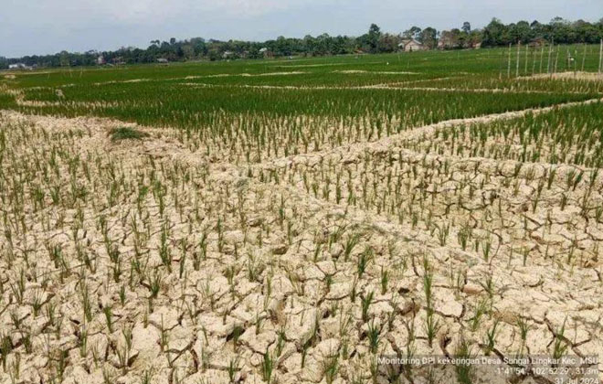 Imbas kemarau panjang, ratusan hektare lahan sawah di Kabupaten Batanghari, mengalami kekeringan.