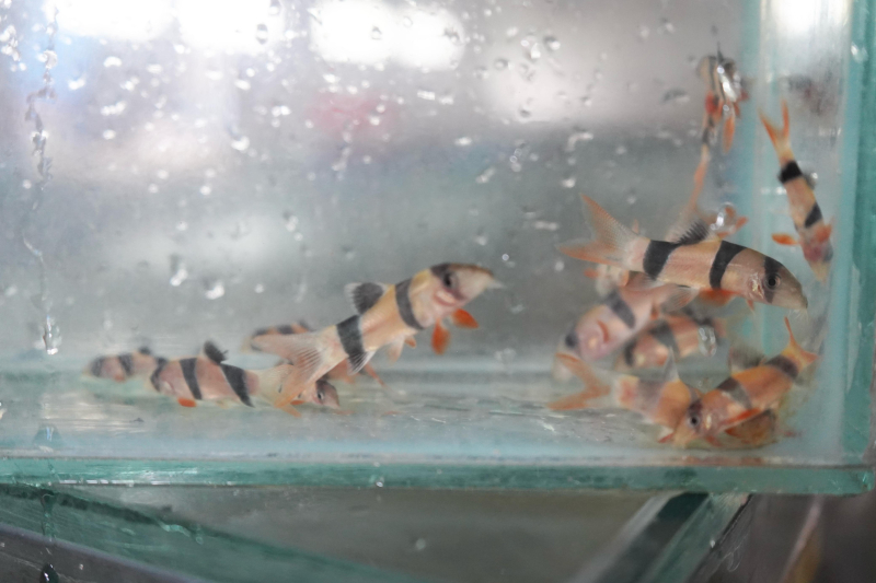 Barantin Pastikan Lalu Lintas Ikan Endemik Jambi ini Lancar ke Daerah Tujuan