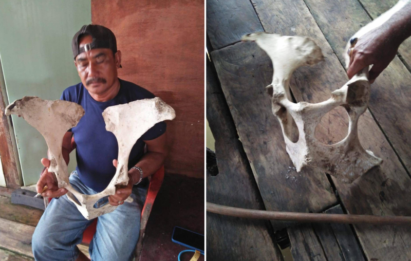 Penemuan Fosil Misterius di Desa Teluk Majelis Tanjabtim, Diperkirakan Berusia Ratusan Tahun